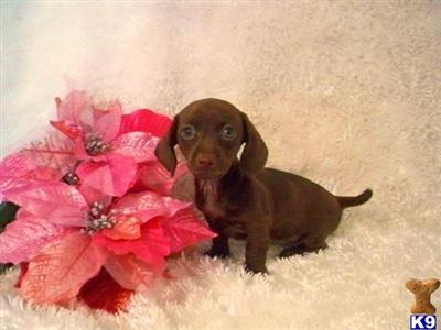 Chocolate female mini Dachshund